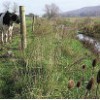 fence-animals-out-of-stream