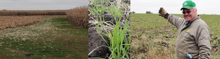 LEFT: At the Brandt farm, grassed waterways slow and absorb runoff from cultivated fields. CENTER: A cover crop of oats keeps soil in place after the crop is harvested. RIGHT: Dan Brandt proudly points to a field with a healthy cover crop.